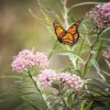 Swamp Milkweed Seeds, Asclepias incarnata - Image 7