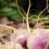 American Purple Top Rutabaga Seeds, Swedes, Turnips, Survival Garden Staple - Image 8