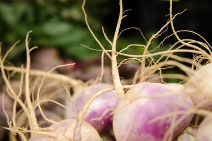 American Purple Top Rutabaga Seeds - Image 8