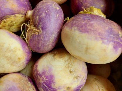 American Purple Top Rutabaga Seeds - Image 3