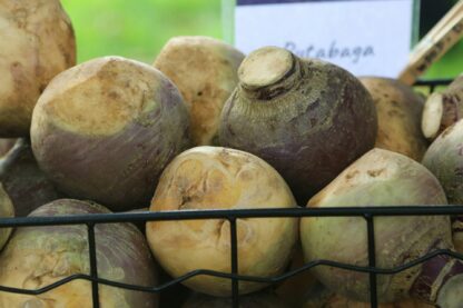 American Purple Top Rutabaga Seeds - Image 7