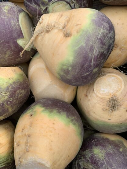 American Purple Top Rutabaga Seeds - Image 5