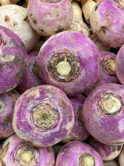 American Purple Top Rutabaga Seeds - Image 6