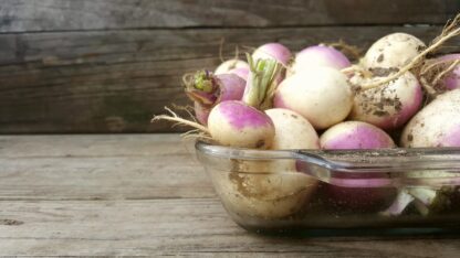 American Purple Top Rutabaga Seeds - Image 4