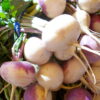 American Purple Top Rutabaga Seeds, Swedes, Turnips, Survival Garden Staple - Image 9