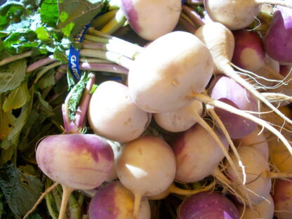 American Purple Top Rutabaga Seeds - Image 9