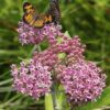 Swamp Milkweed Seeds, Asclepias incarnata - Image 9