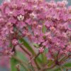 Swamp Milkweed Seeds, Asclepias incarnata - Image 8