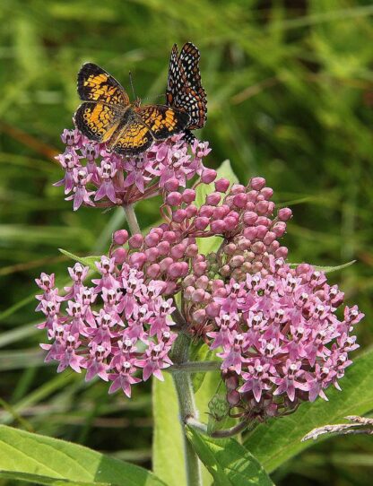 Swamp Milkweed Seeds / Asclepias incarnata - Image 9