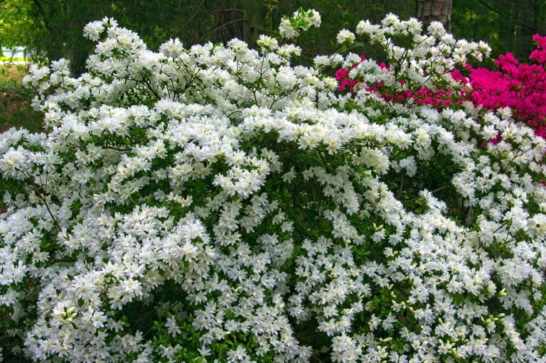 The 12 Best Flowering Bushes for Florida - Southern Garden Nursery
