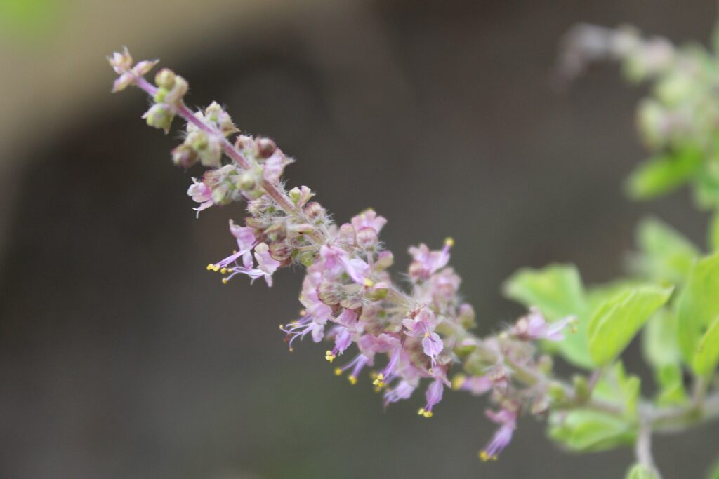 Growing Kapoor Tulsi for medicine