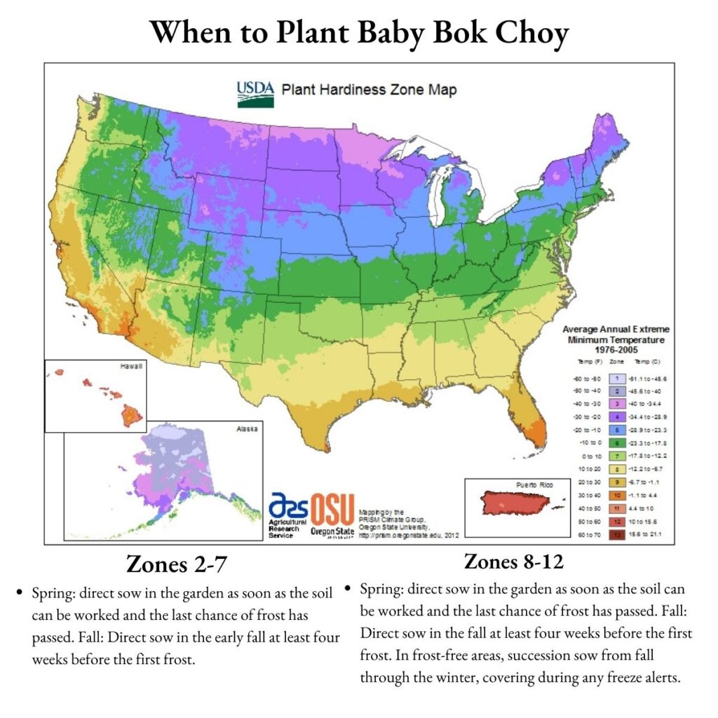 growing baby bok choy in all usda zones