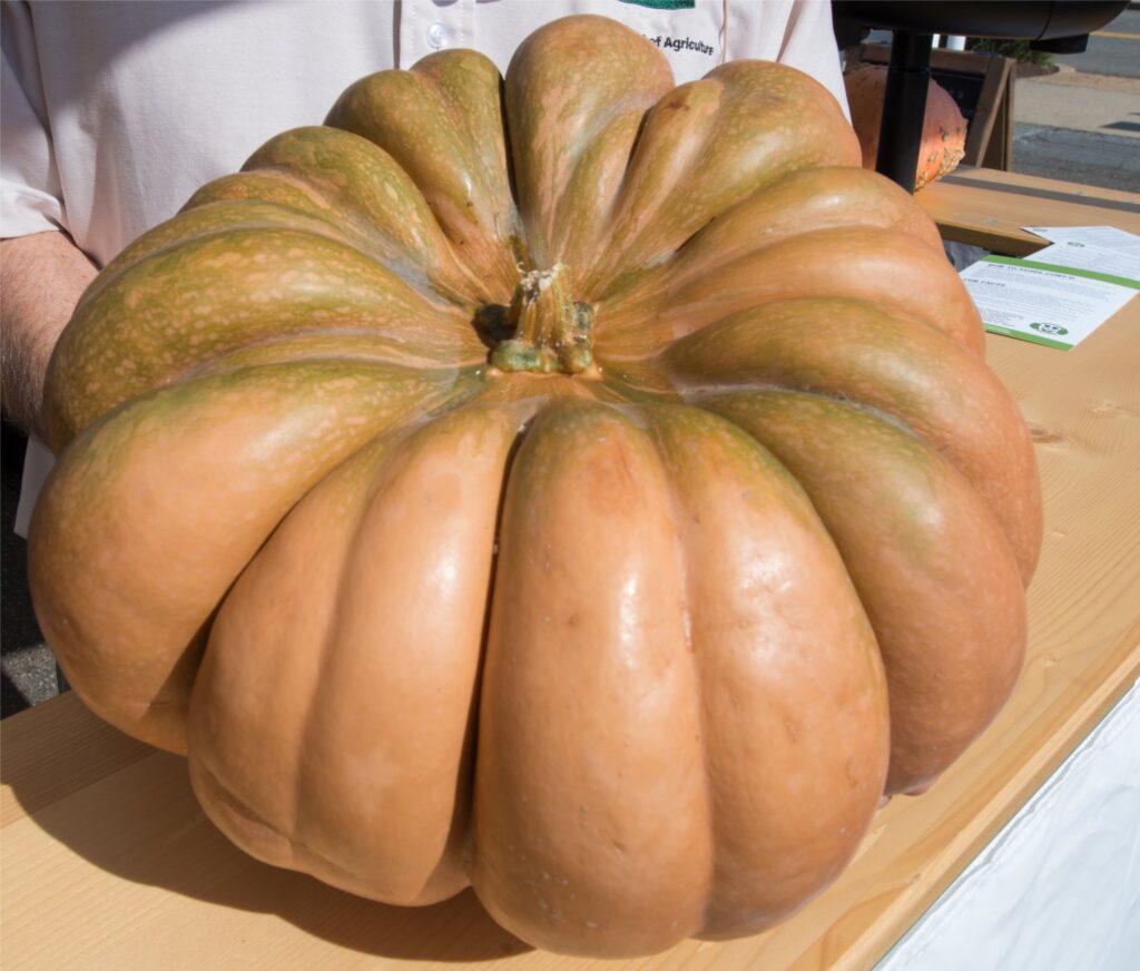 growing calabaza squash for market