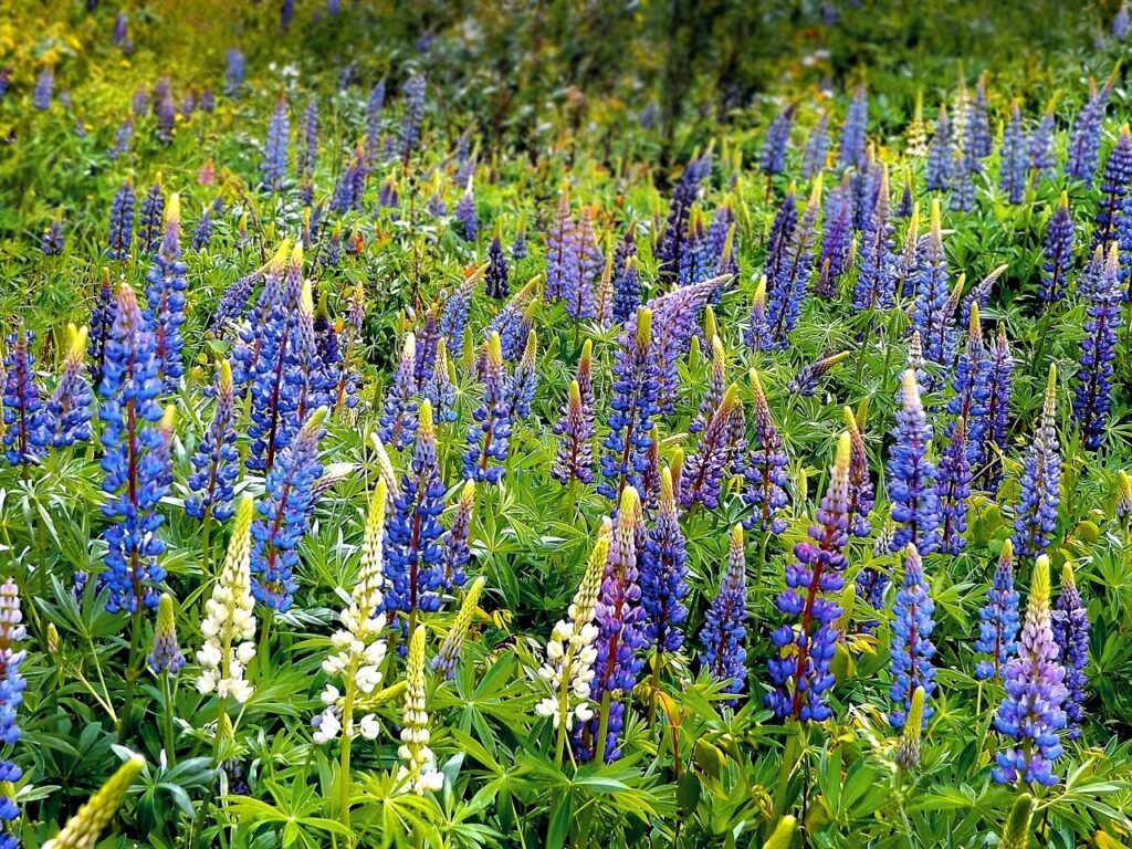 Wild lupines in the garden