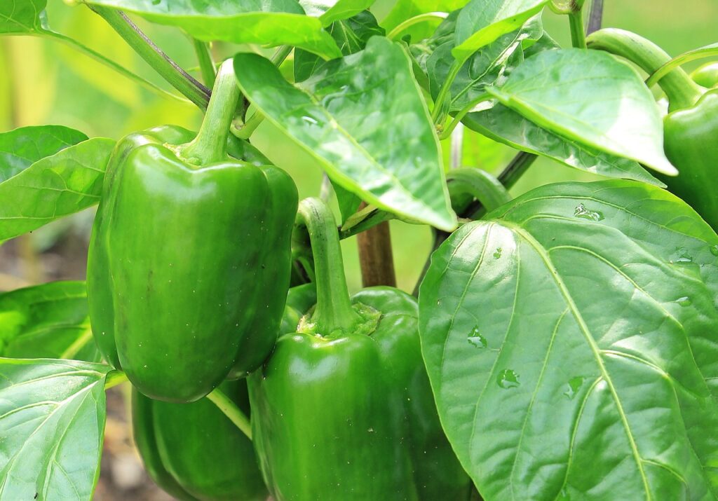 growing sweet peppers