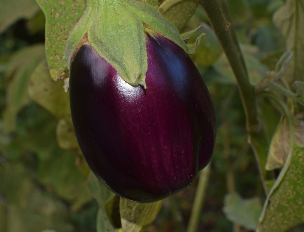 Growing black beauty eggplant from seed for the garden