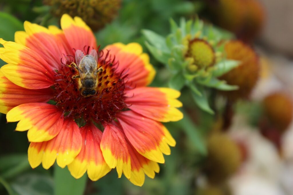 Indian Blanket Flower