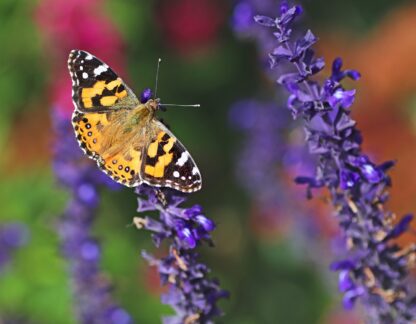 Blue salvia