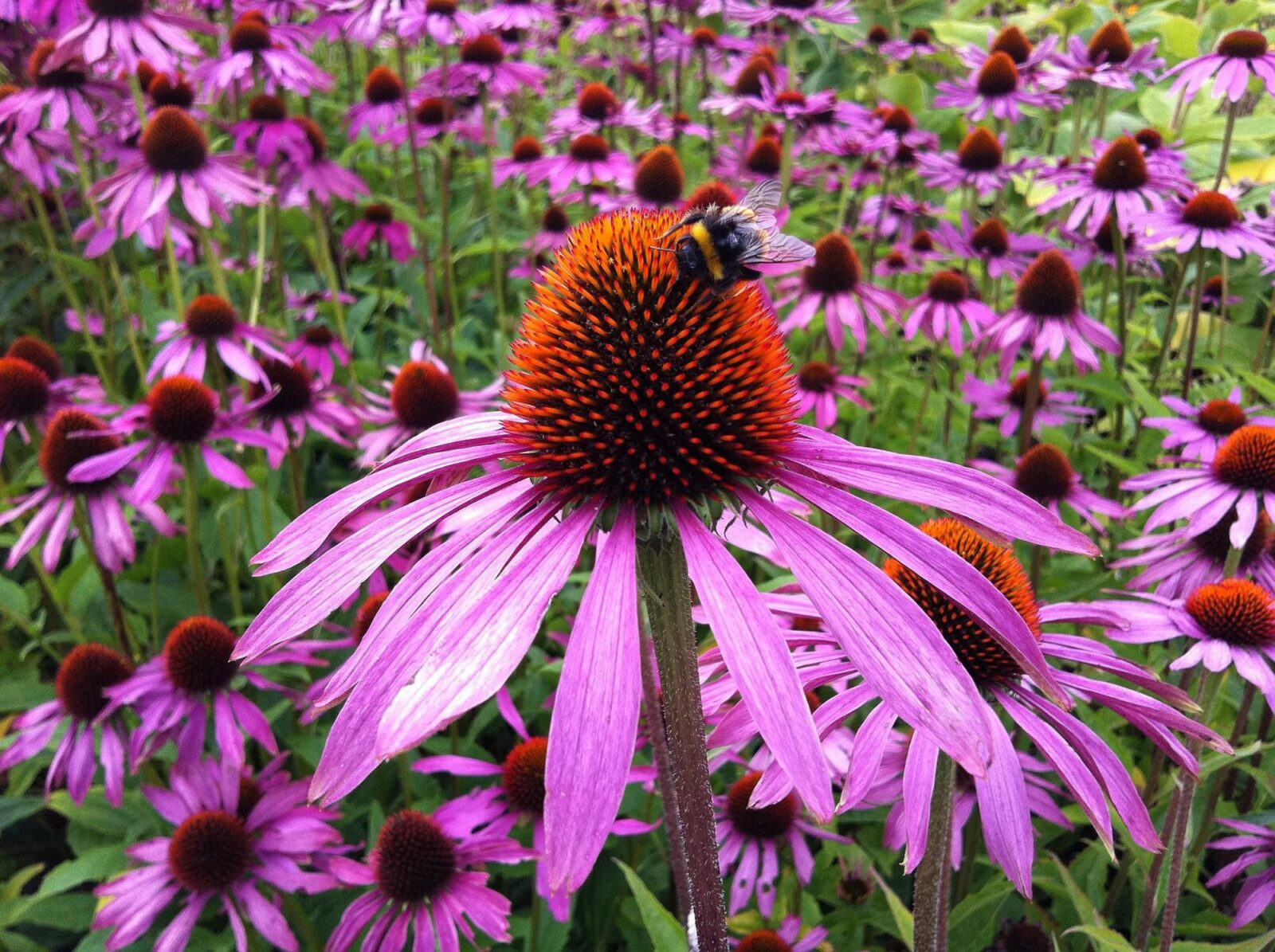 growing echinacea