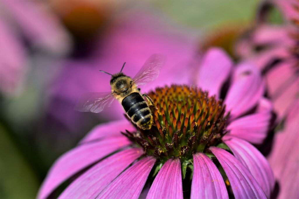 growing echinacea for pollinators