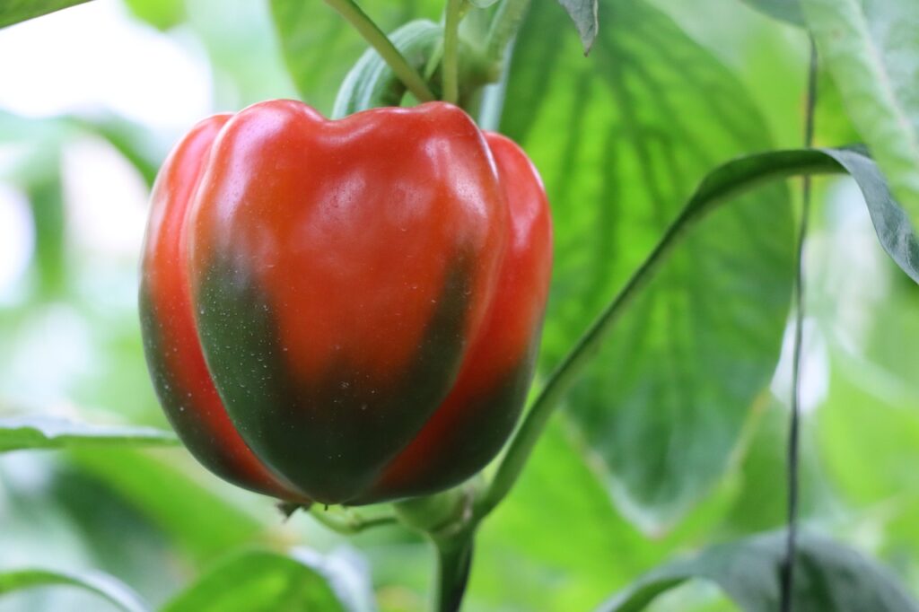 sweet peppers growing ripe