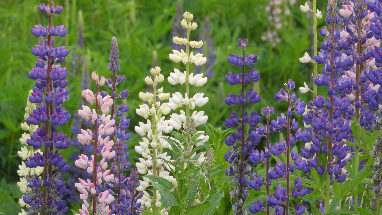 Growing wild lupines from seed is rewarding