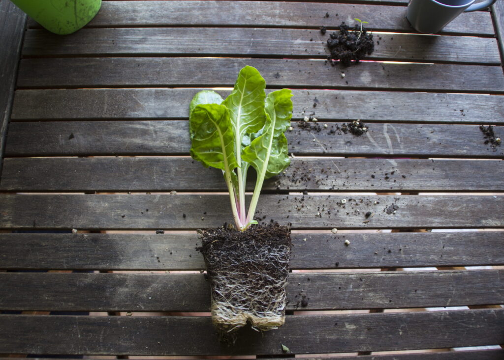 perpetual chard seedling