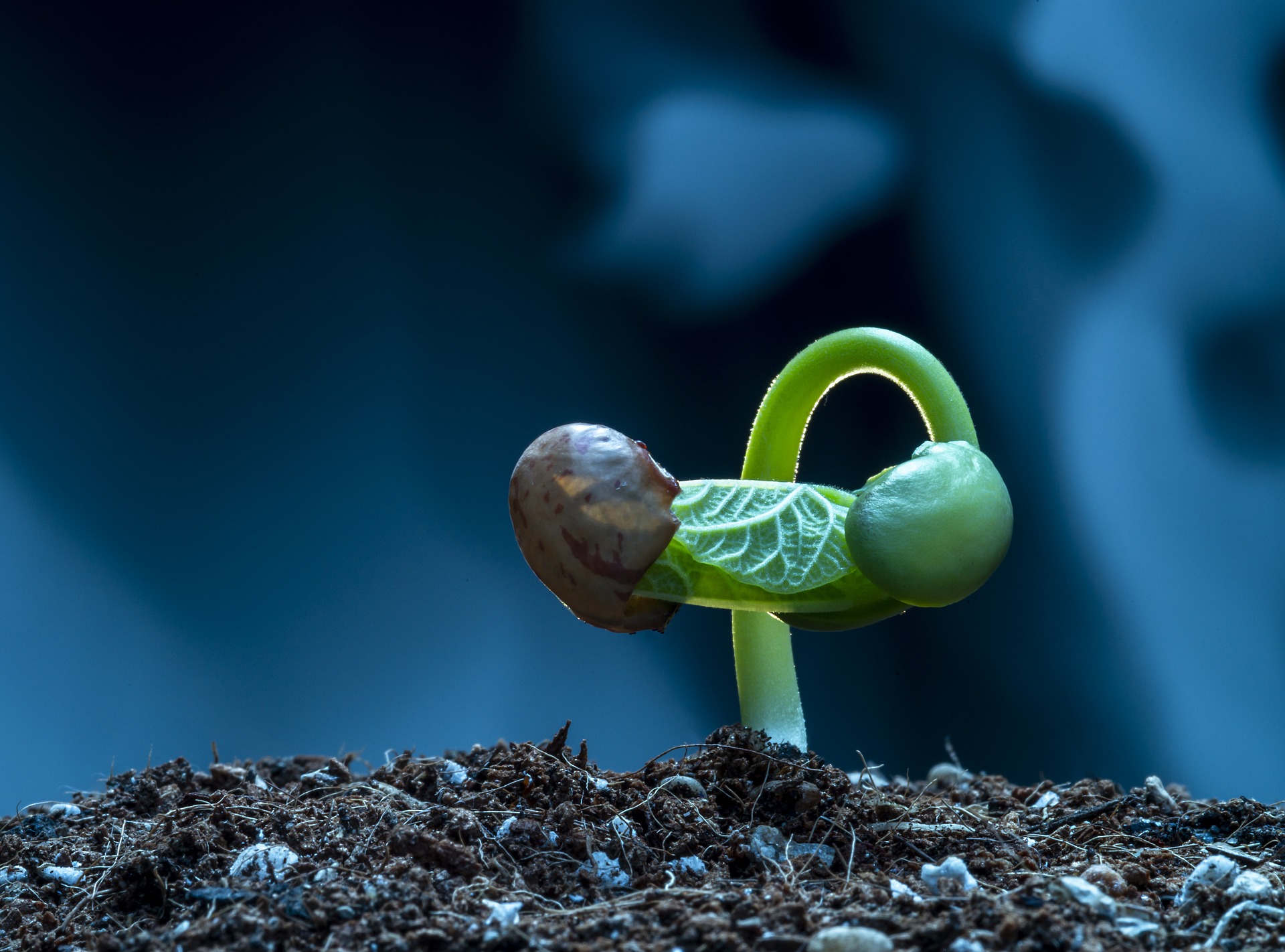 how to plant seeds