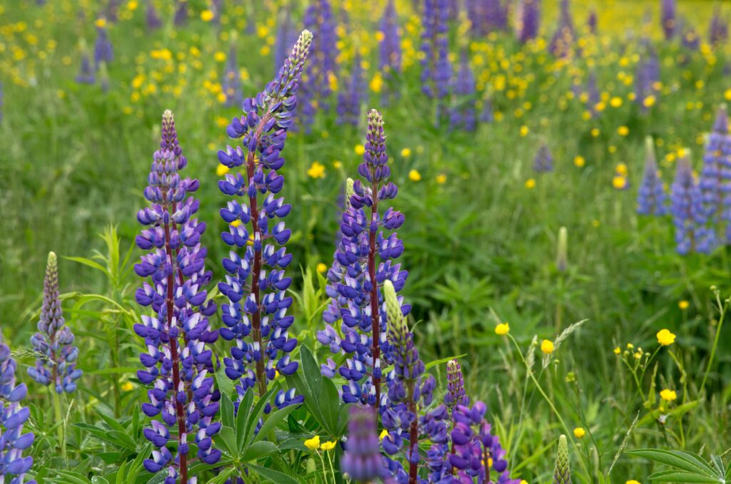 growing wild lupines in a meadow