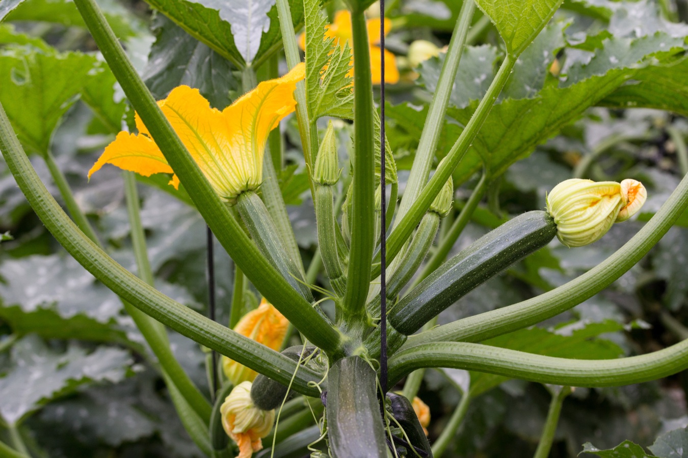 growing zucchini