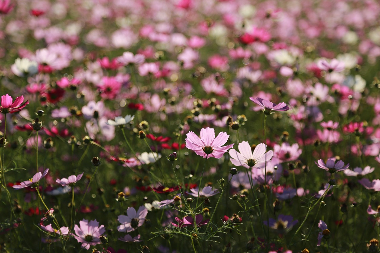 Growing cosmos in a field