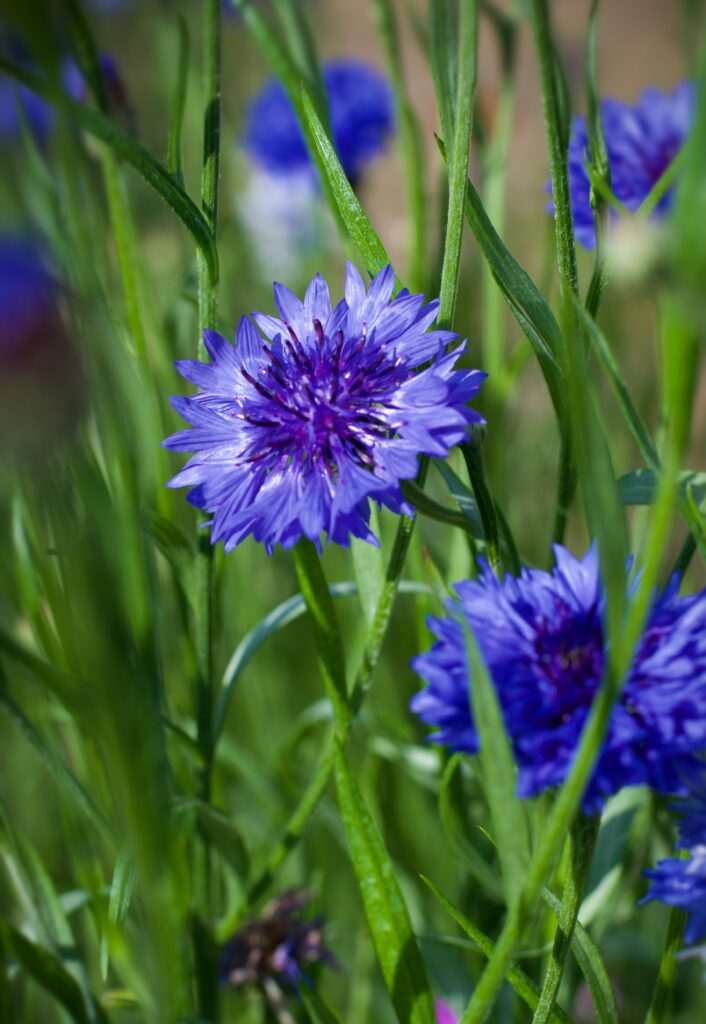 growing bachelor's buttons in the garden