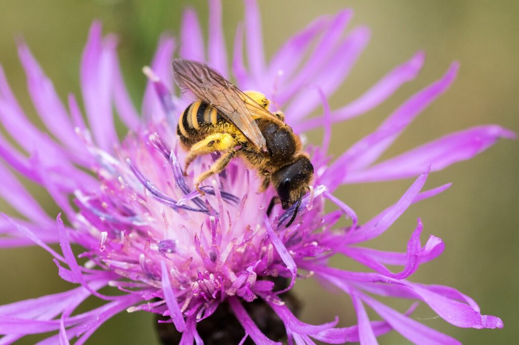 bee on cornflower bloom