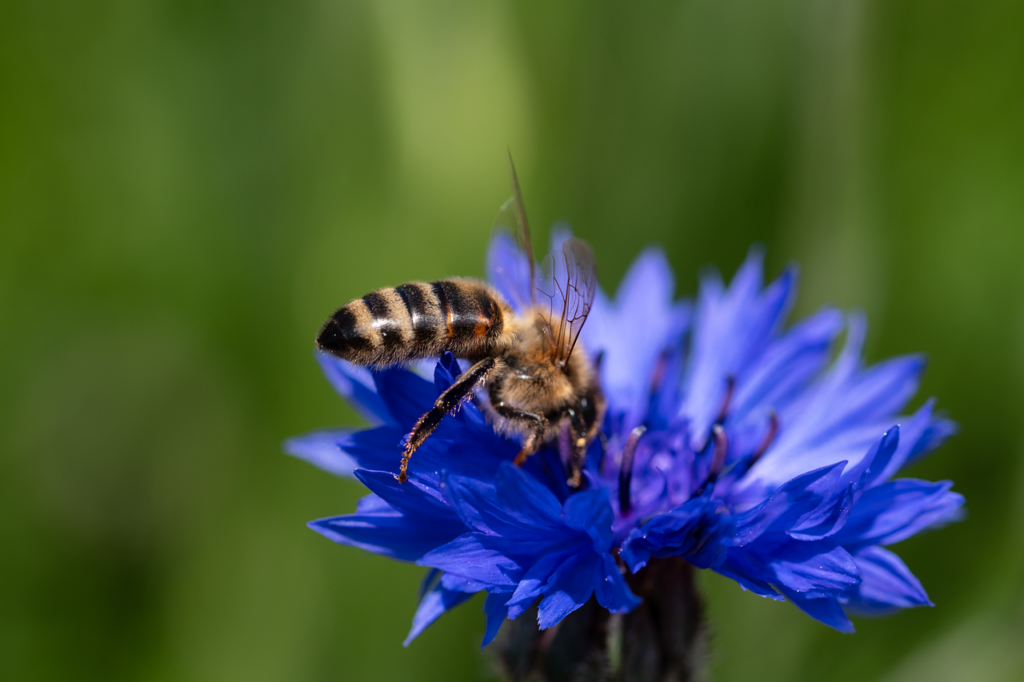 Honeybee on bachelor's button flower