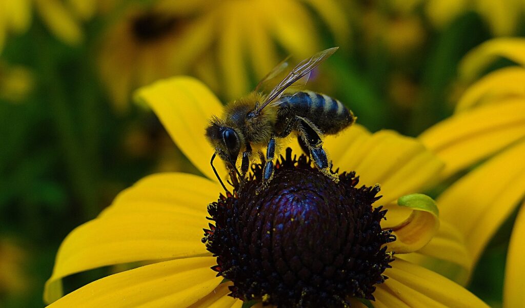 bee on rudbeckia hirta