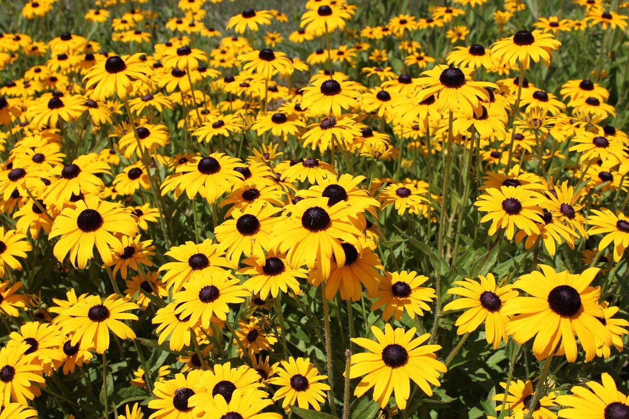 growing black-eyed susans in a field