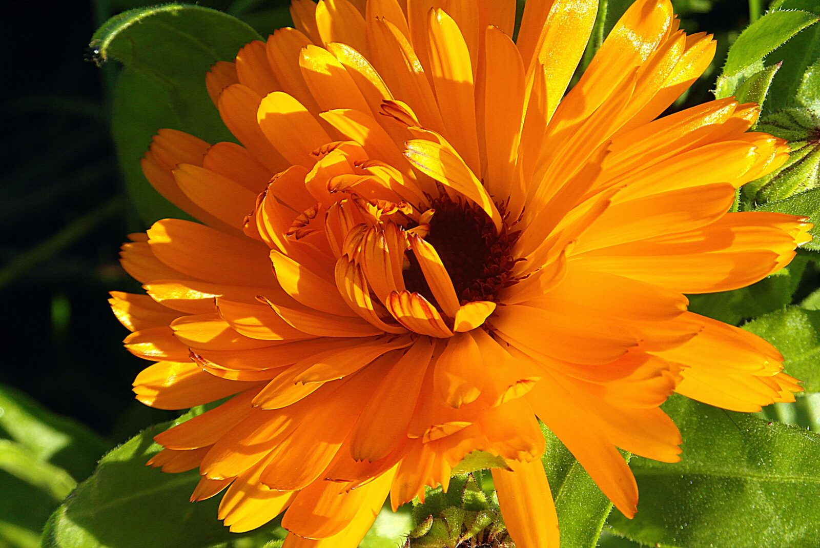 Growing calendula in the garden