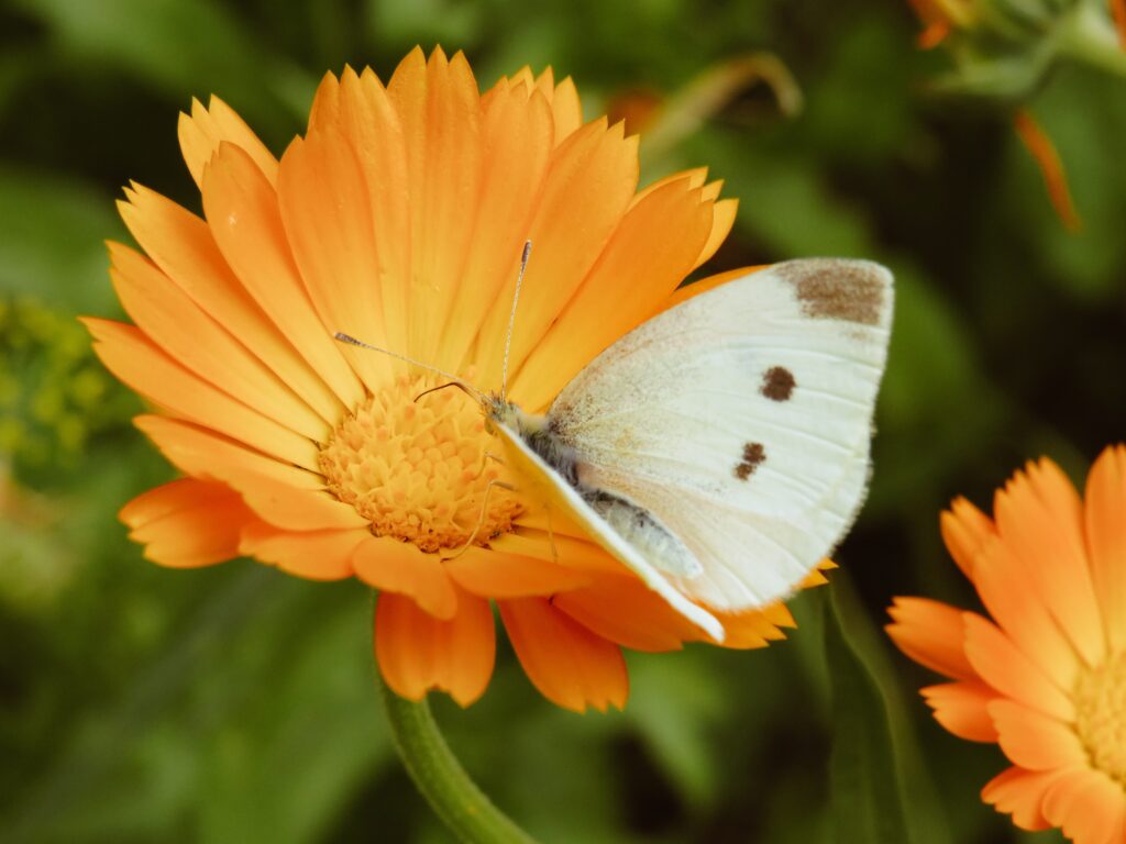 Growing calendula in the garden attracts wildlife