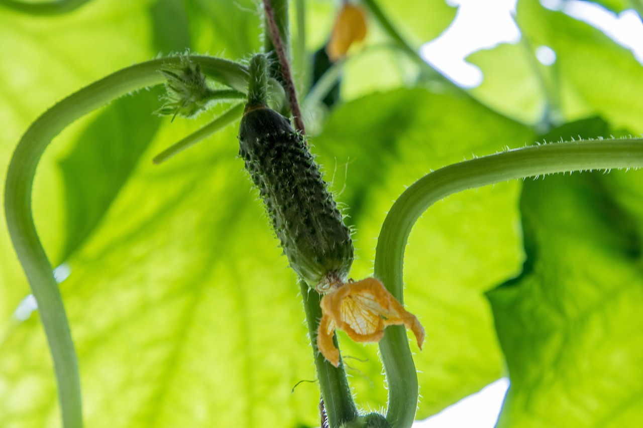 Growing cucumbers from seed