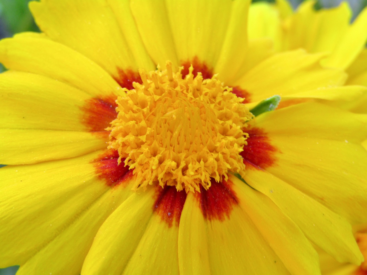 Growing Coreopsis from Seed