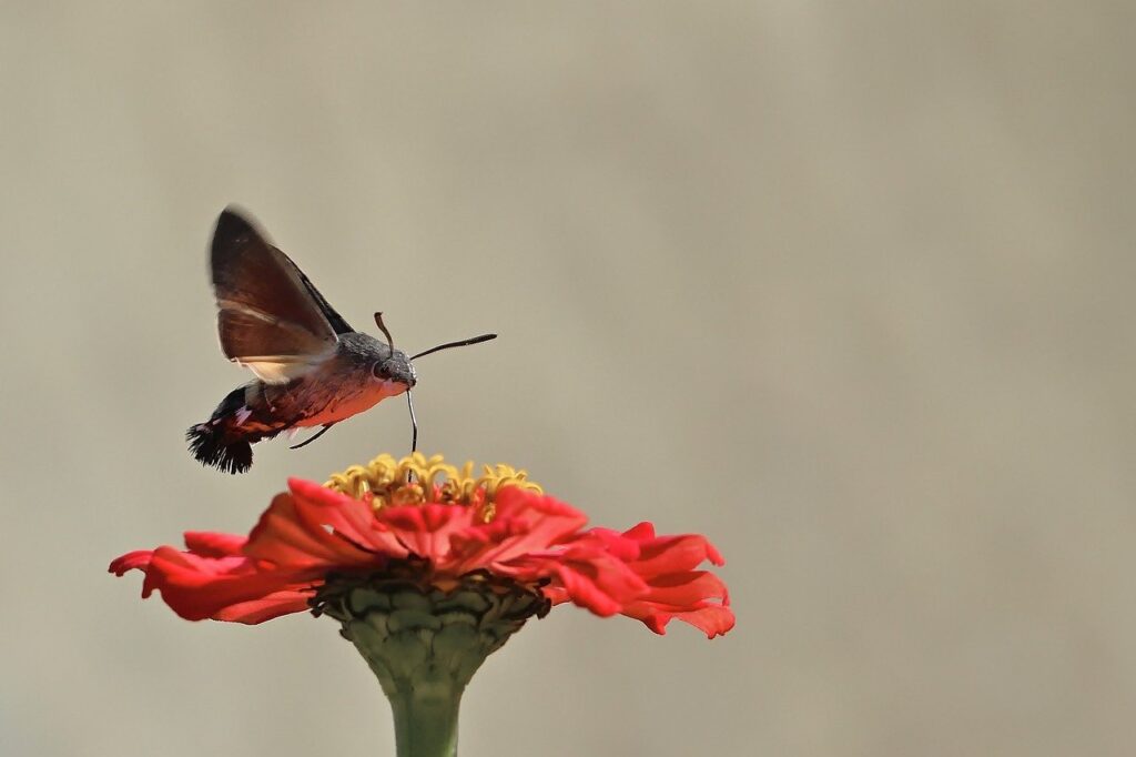 Hawkmoth on zinnia flower