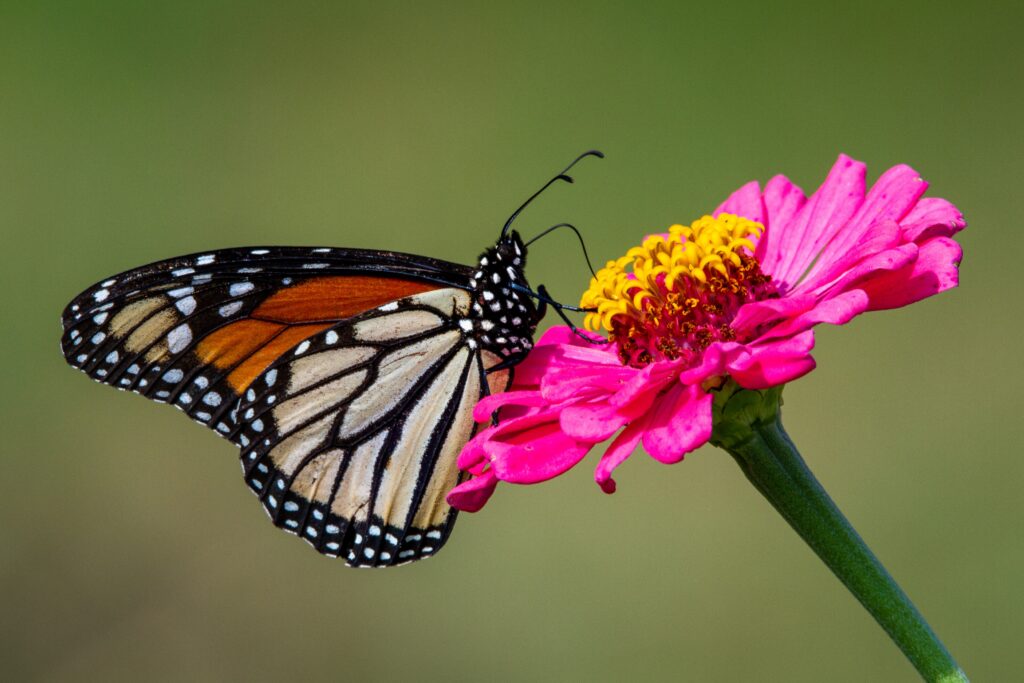 Growing zinnias attracts monarch butterflies