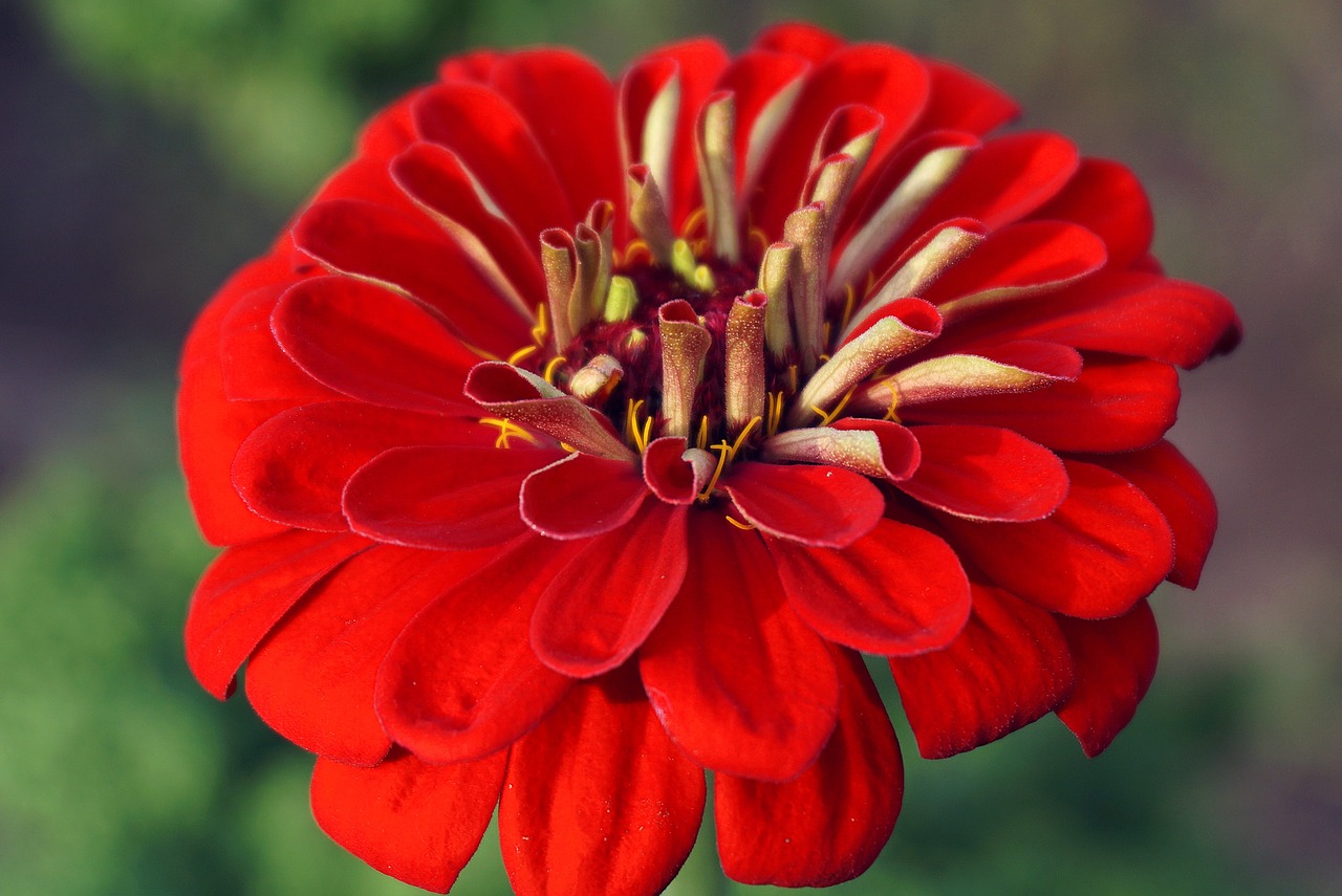 Growing zinnias is very easy in North America