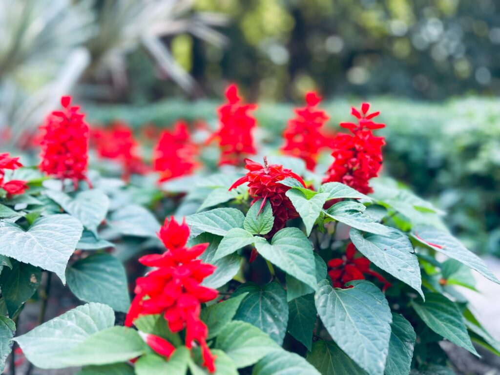 Tropical sage Salvia coccinea flowers