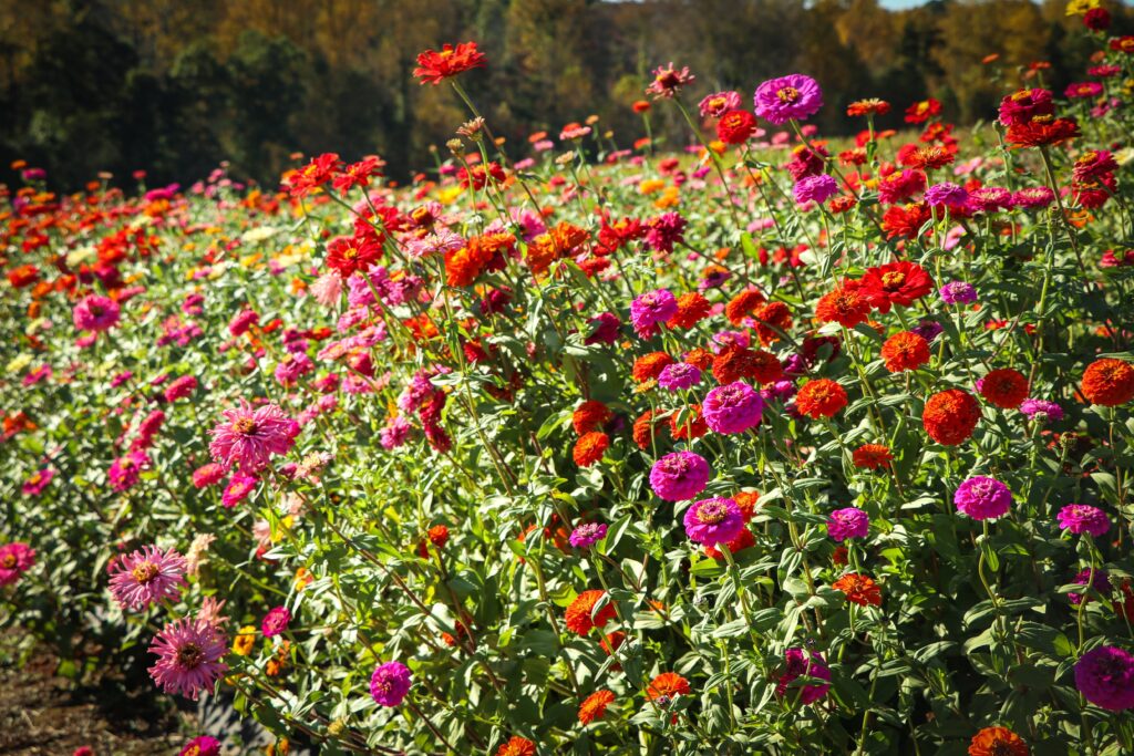 Growing zinnias in a cottage garden