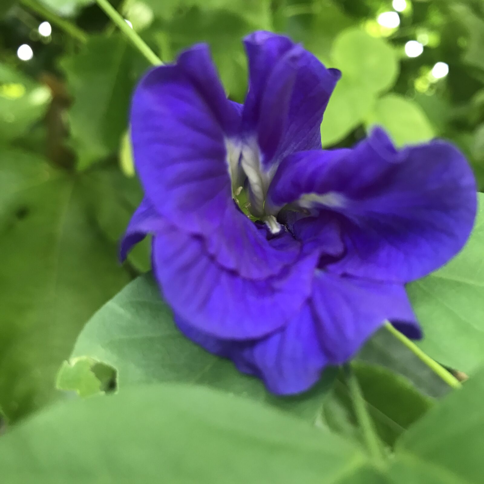 Growing blue butterfly pea vine from seed is challenging but rewarding.