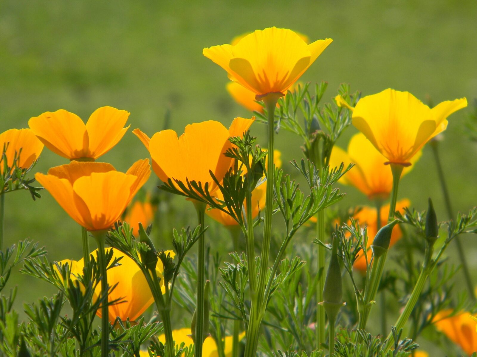 Growing California Poppy