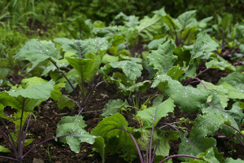 I grow Red Russian Kale for its pretty, frilly foliage.