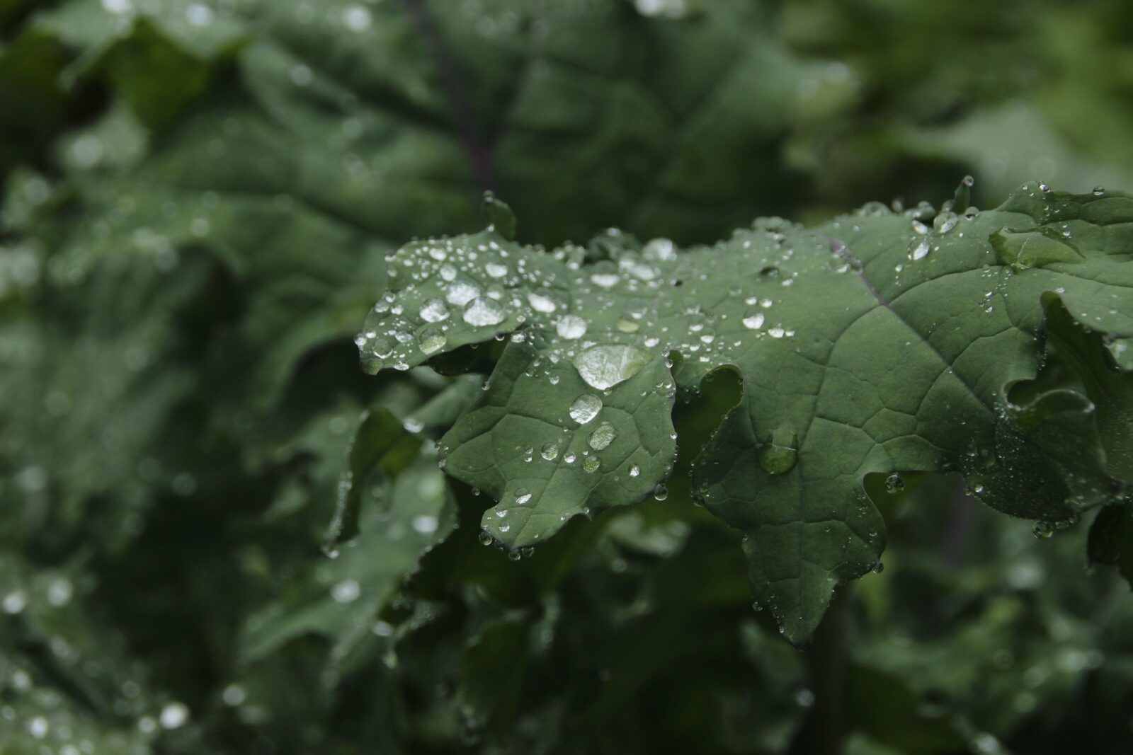 Learn to Red Russian Kale for it's fresh flavor and beauty in the garden.