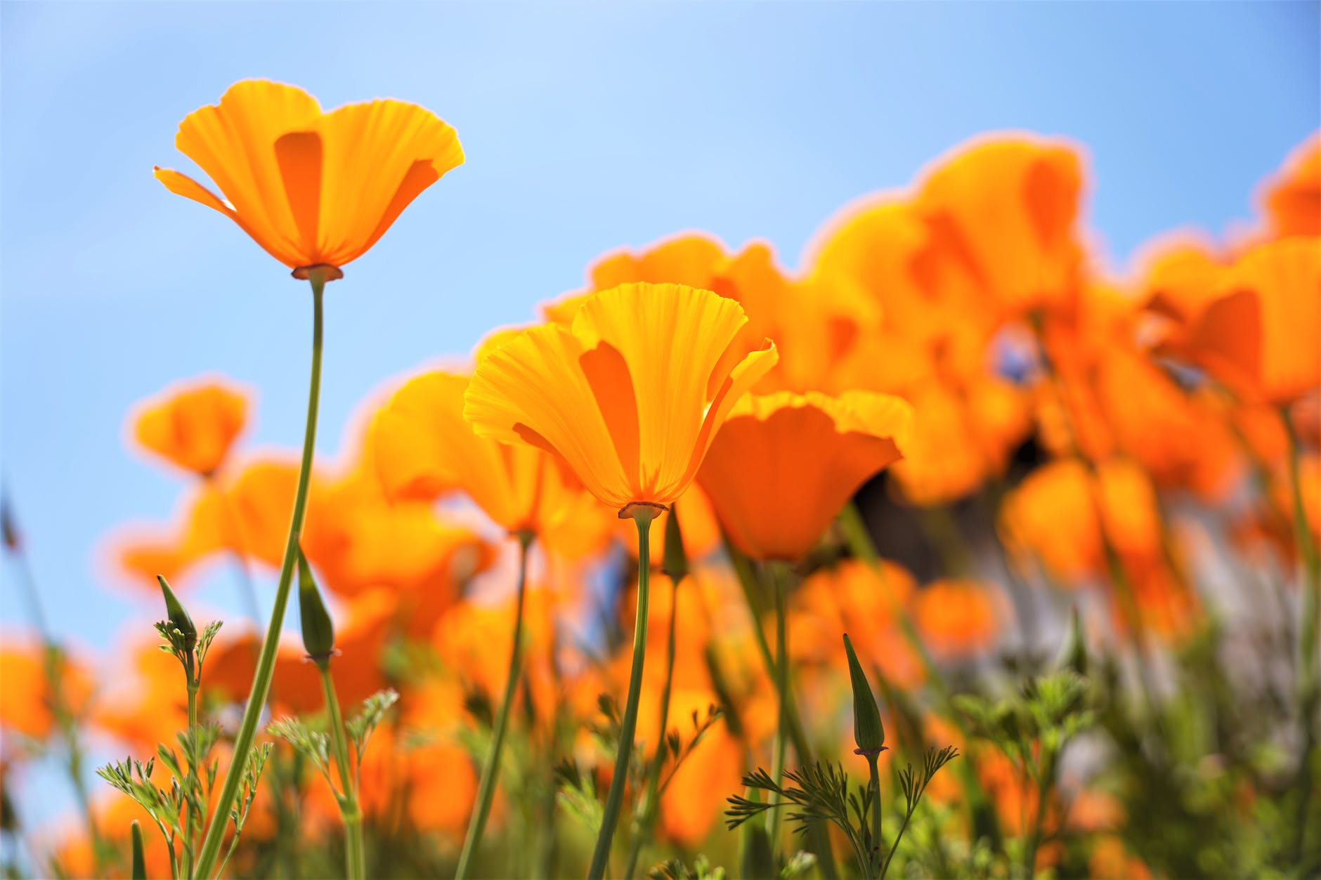 california poppy